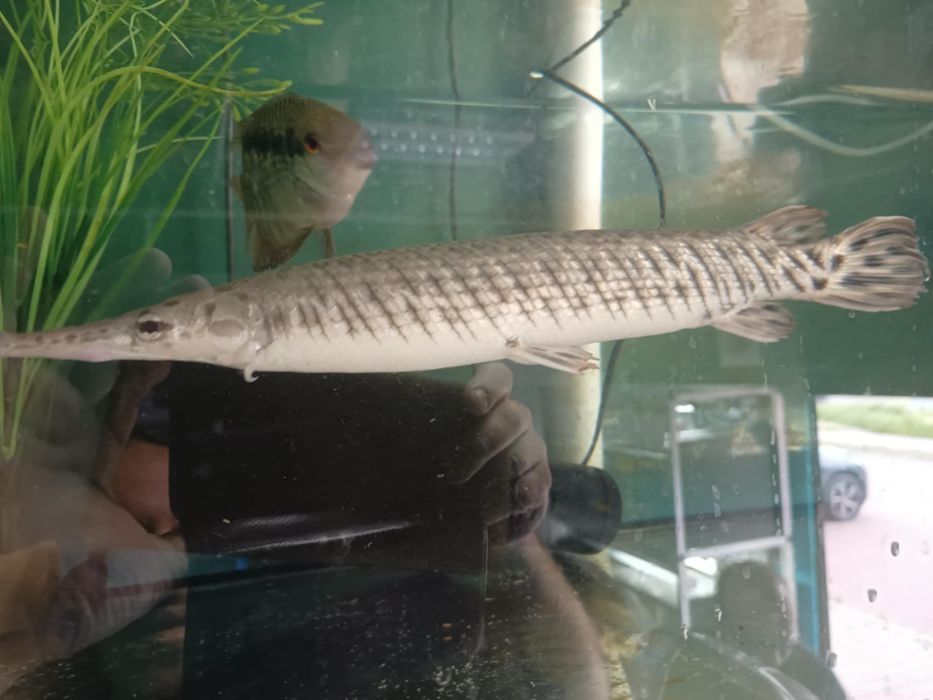 Niszczuka plamista 40cm od Neon Zoo