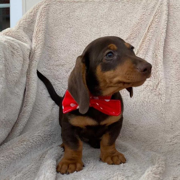 Teckel Miniatura Macho