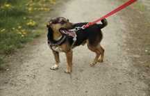Charlie do adopcji