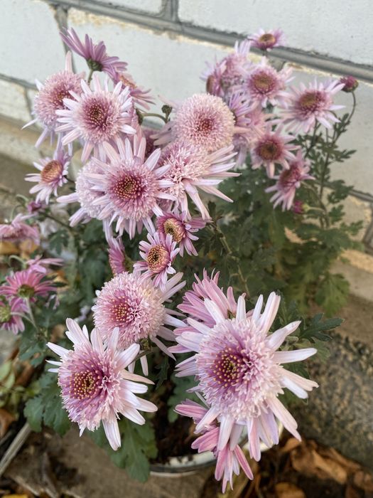 Хризантеми гіллячкові низькорослі