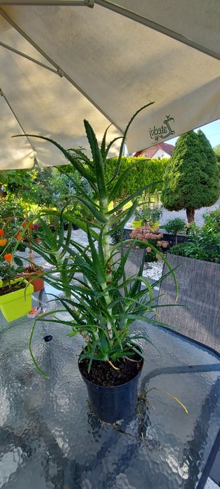 Aloes drzewiasty i aloe vera