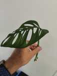Monstera adansonii ou obliqua (folhas grandes)
