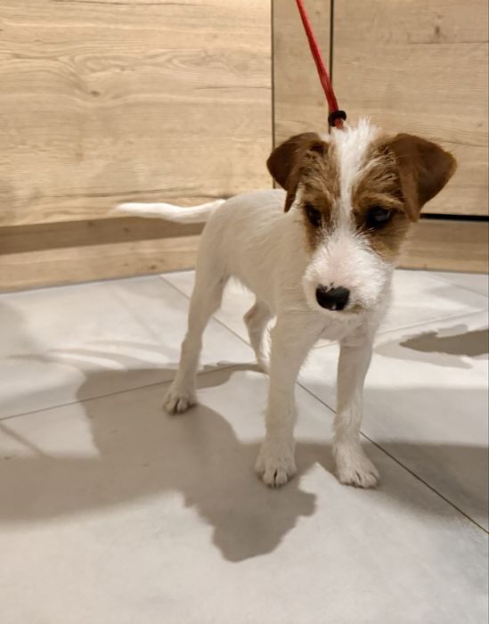 Szczenie Parson Russell Terrier