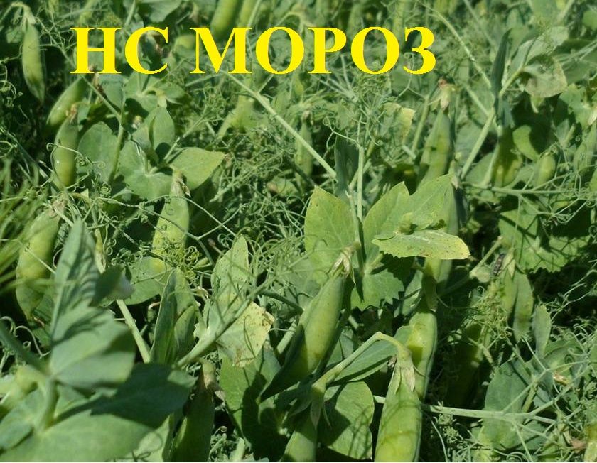 Горох озимий НС Мороз  2025 року