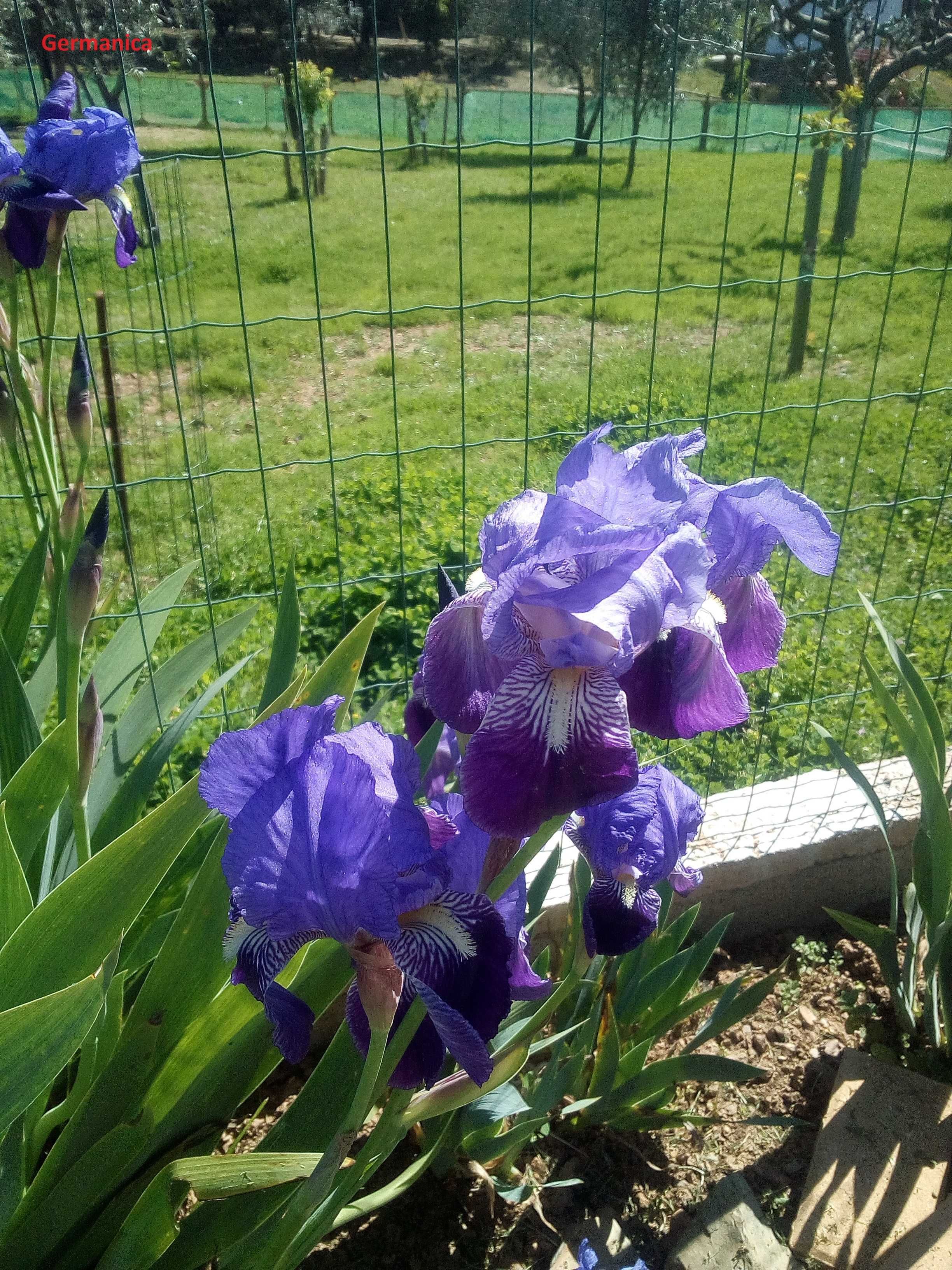 vendar iris e cannas