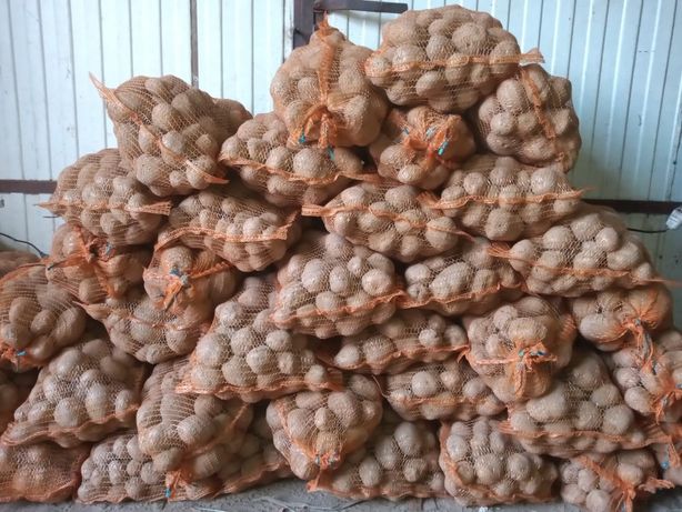 ziemniaki jadalne Vineta