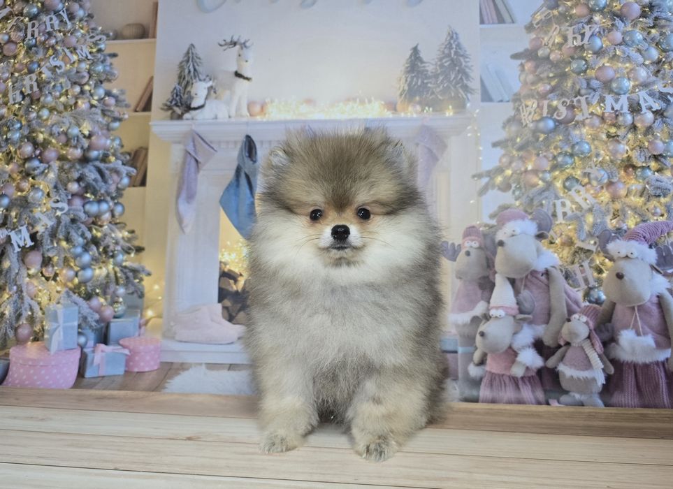 Шикарний хлопчик в соболинному забарвленні.