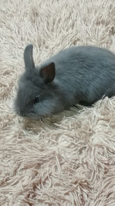 Продам кроликів декоративних, карликових.