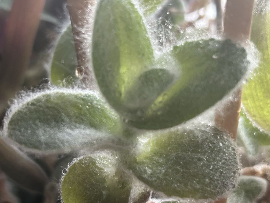 Zestaw Trzykrotek Mix 25zł