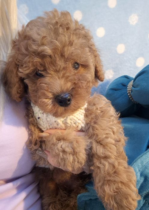 Uroczy chłopczyk Pudel Toy Red - rodzice przebadani genetycznie