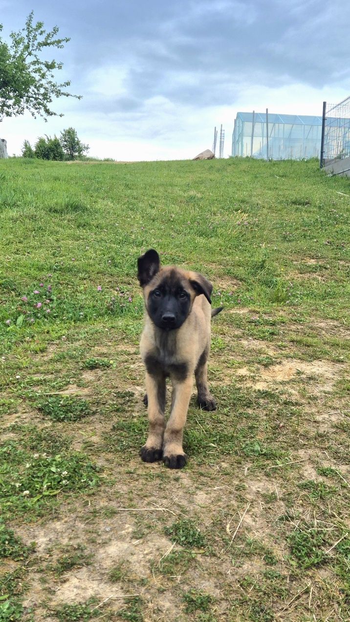 Owczarek Belgijski Malinois suka 9 tyg