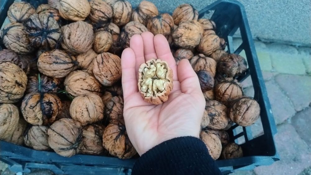 Orzech włoski duży