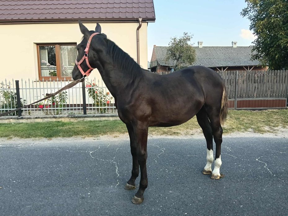 Sprzedam klacz śląską