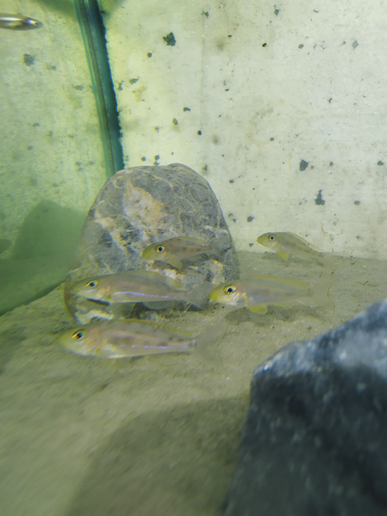Xenotilapia Papilio Sunflower Chituta