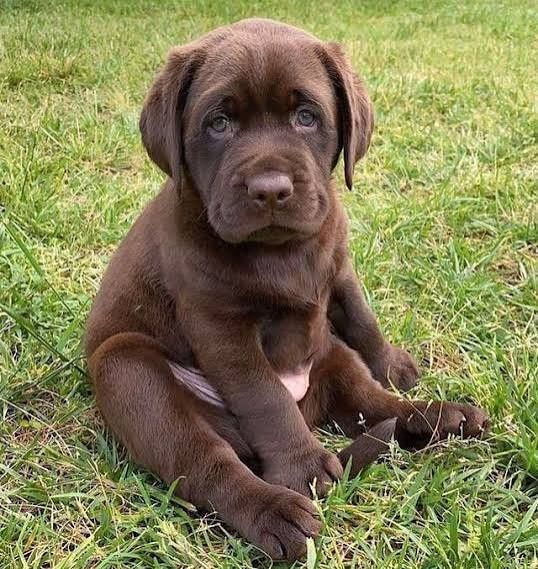 Щенки Лабрадор Ретривер мальчики и девочки есть Доставка за границу