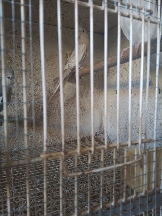 Caturras Face branca, Canela Face Branca e Albina