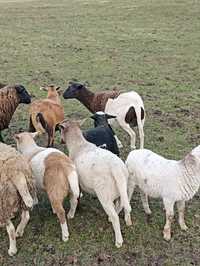 Sprzedam owce mięsne z jagniętami bez wełny