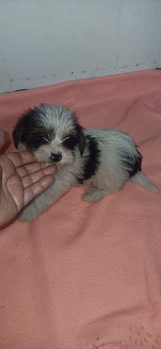 Biewer fêmea miniatura