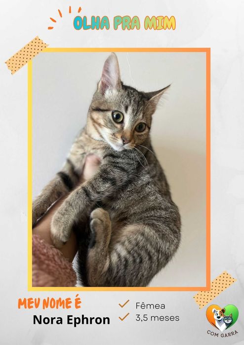 Gatinha para adoção