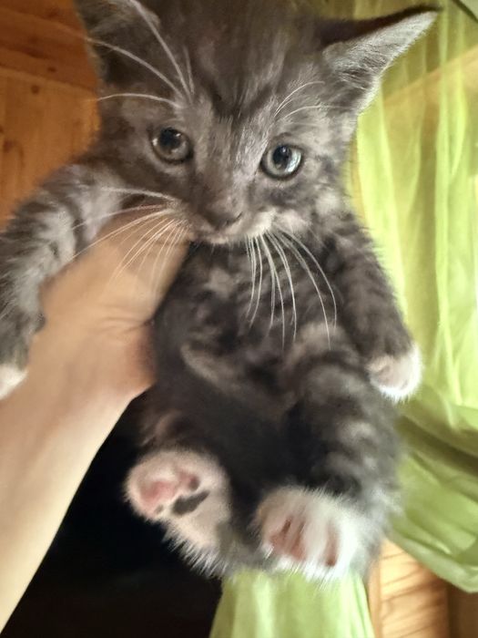Маленьке кошеня шукає родину