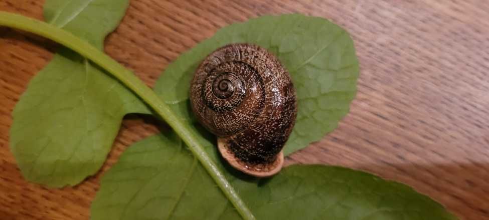 ślimaki Otala lactea murcica