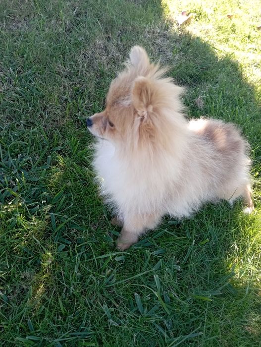 Lulu Pomerânia (Spitz anão)