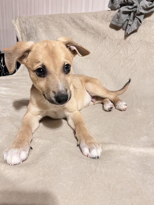 Хлопчик, дуже лагідний, орієнтований на людину в пошуках родини