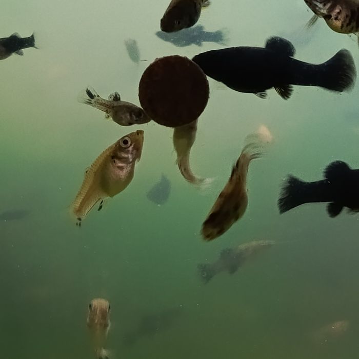 Sprzedam młode molinezje