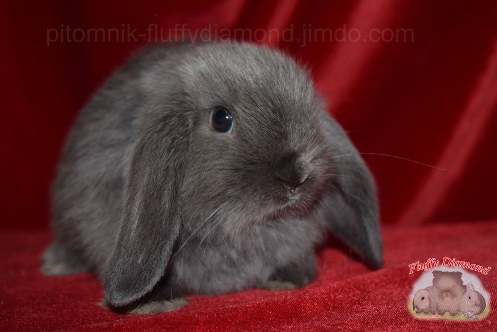 Карликовые кролики. Вислоухие NHD. Ангора. Гермелин. Крольчата