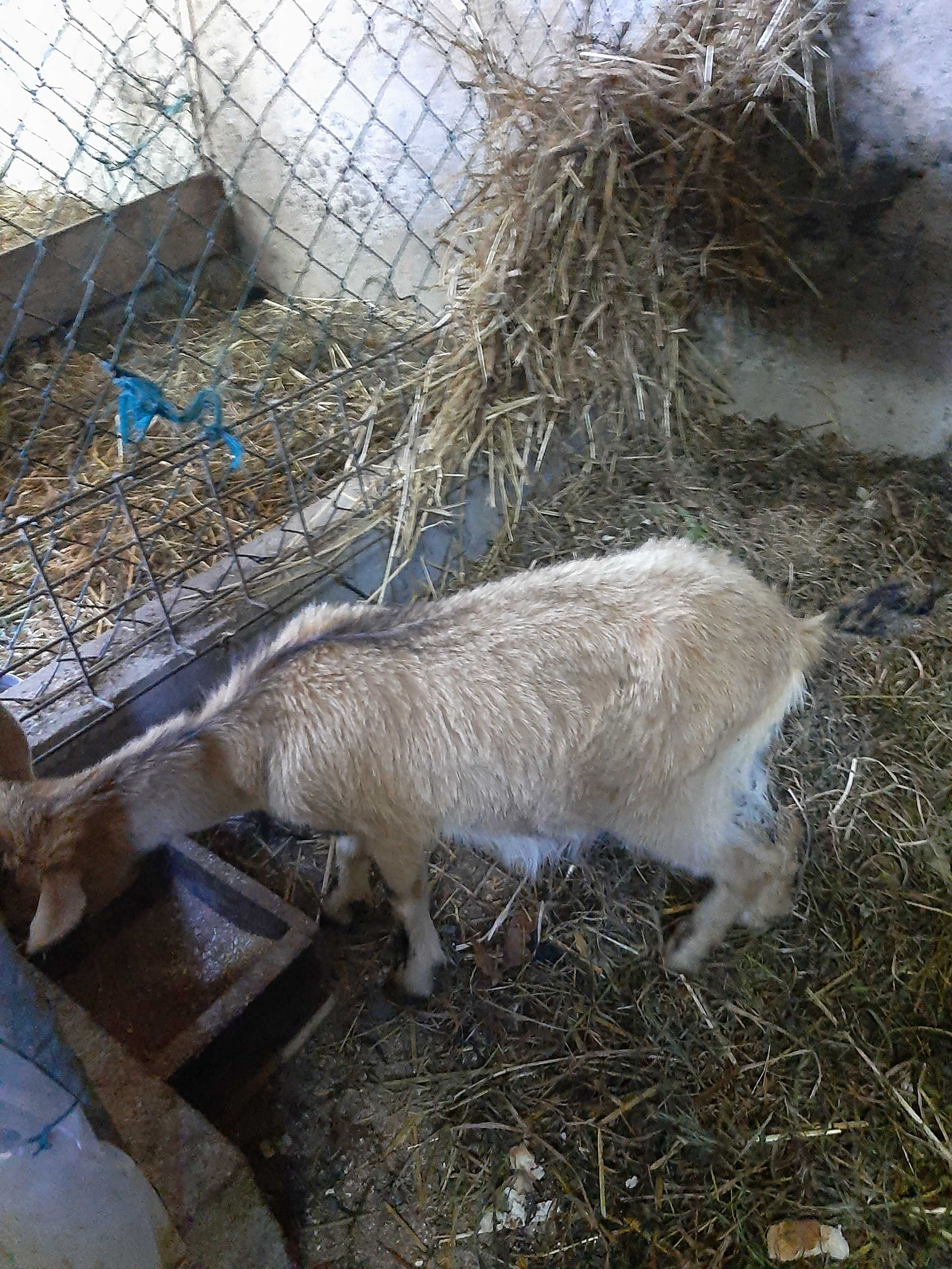 Cabras anas vendo!!!