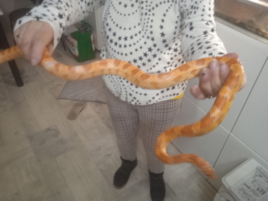 Wąż zbożowy półtora roczny