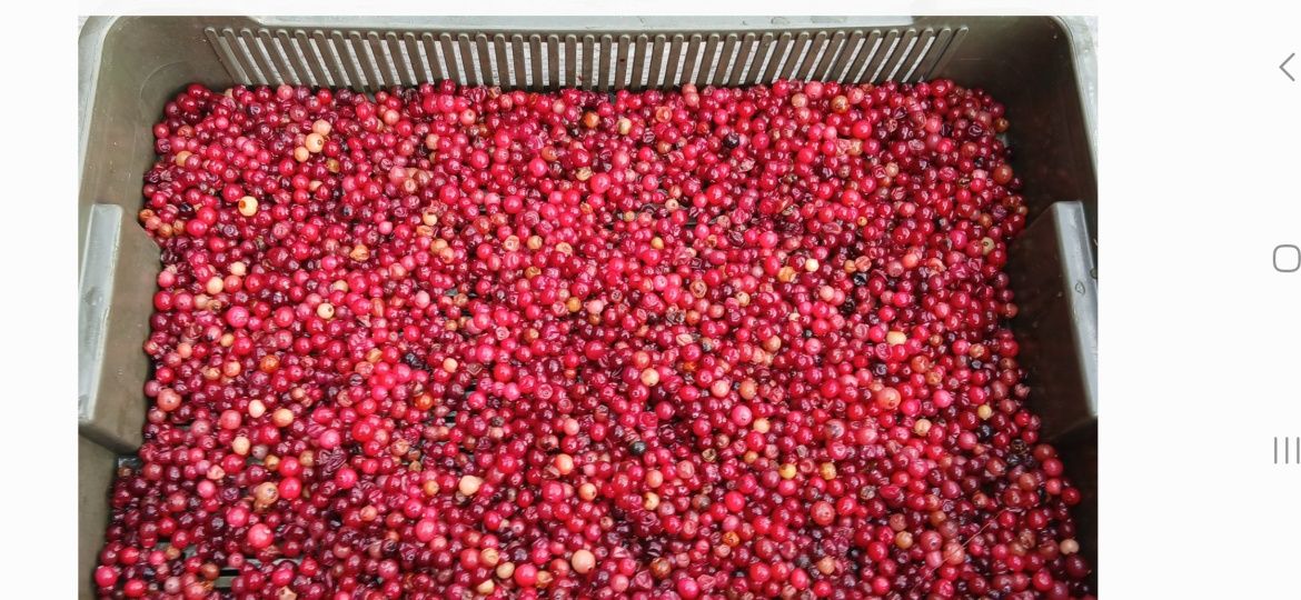 Клюква, журавлина ,Продам  лісову клюкву журавлину неперебрану 110 грн