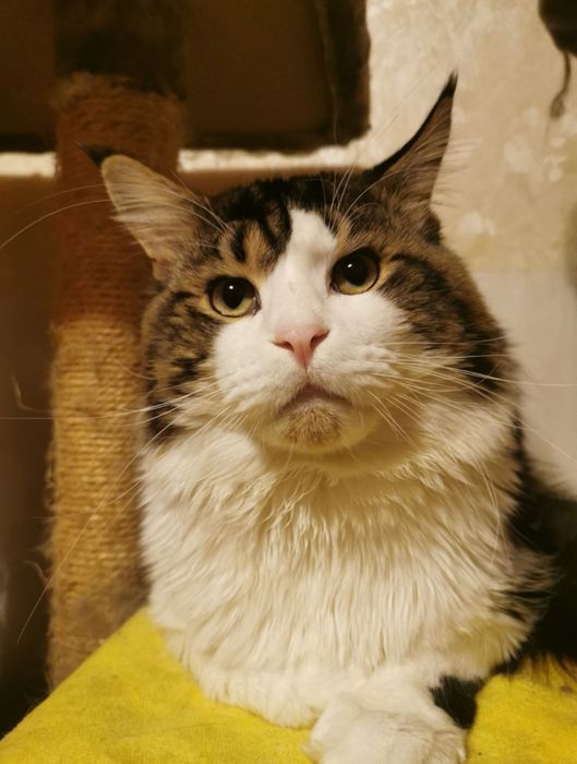 В'язка Мейн кун Львів