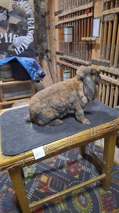 Dwie dorosłe samice fbm I fbmsr