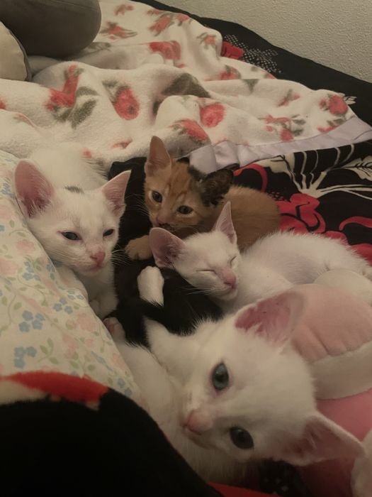 gatinhos para adoção