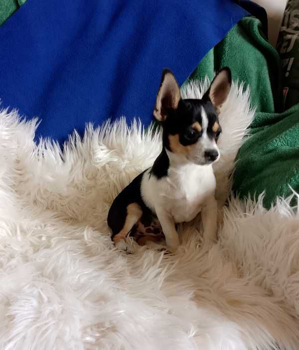 Chihuahua chłopiec