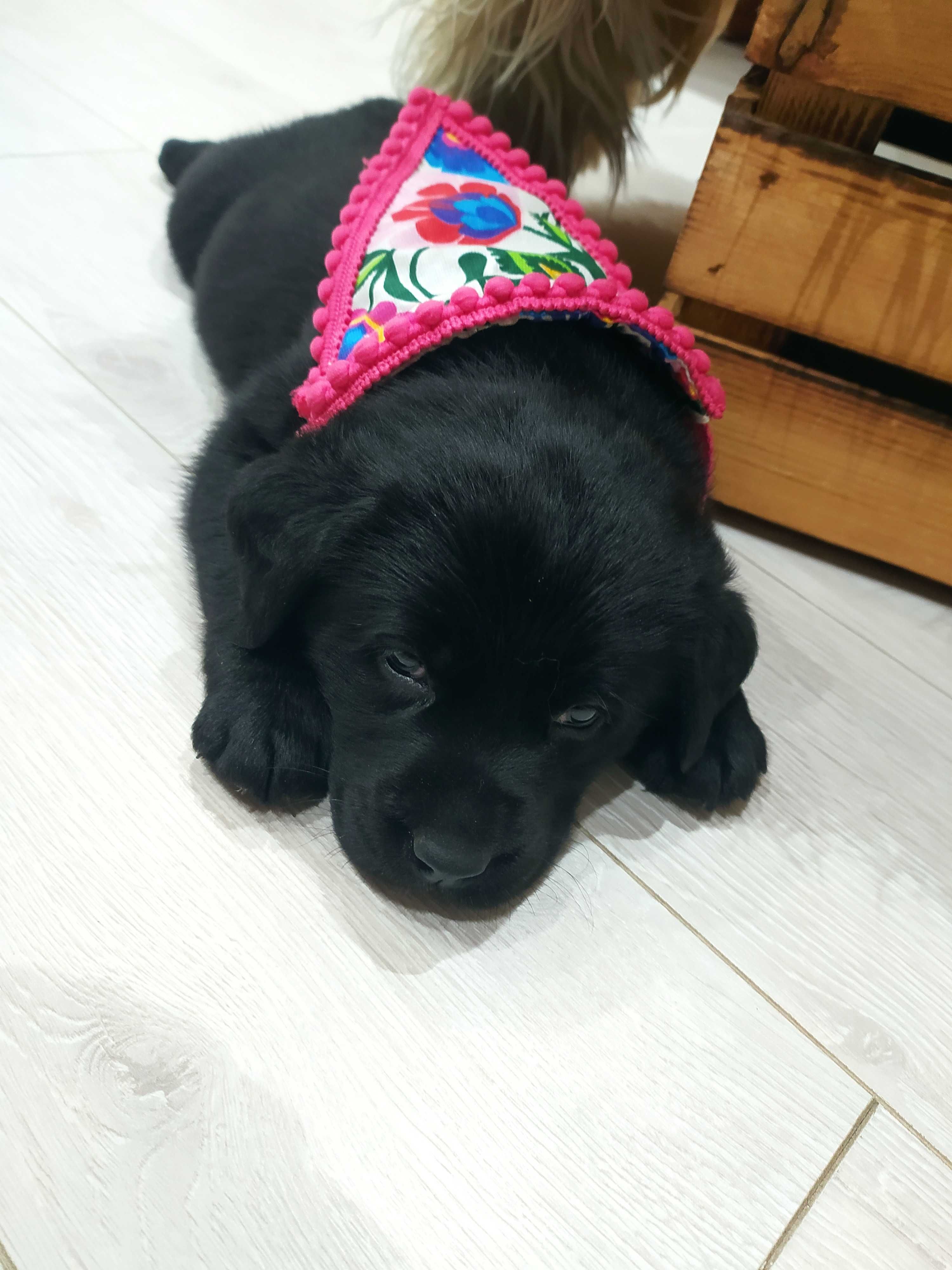Labrador  czarna suczka