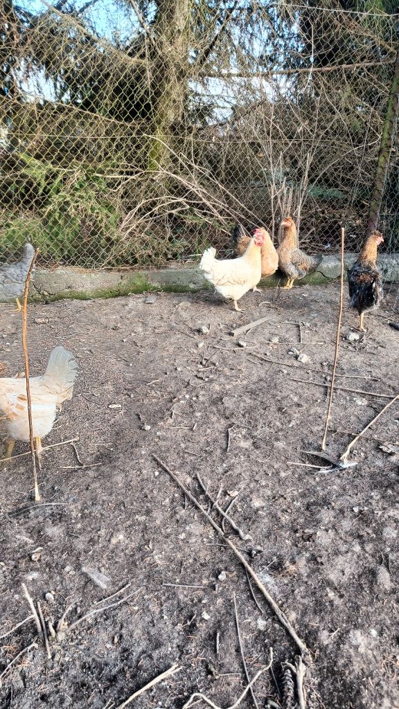 Jaja jajka lęgowe greenshell marans