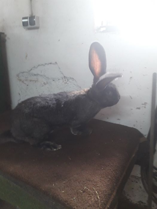 Olbrzym belgijski żelazisty