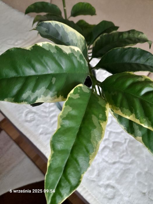 Hoja albomarginata kolekcjonerska