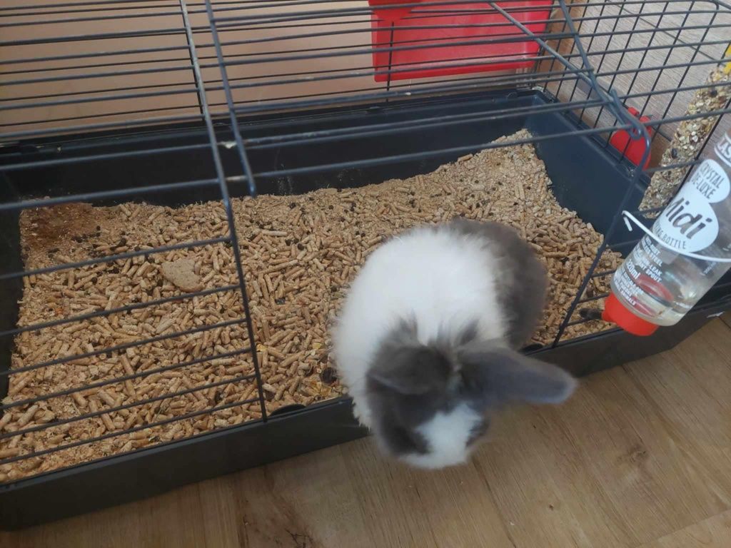 Króliczek rasa teddy