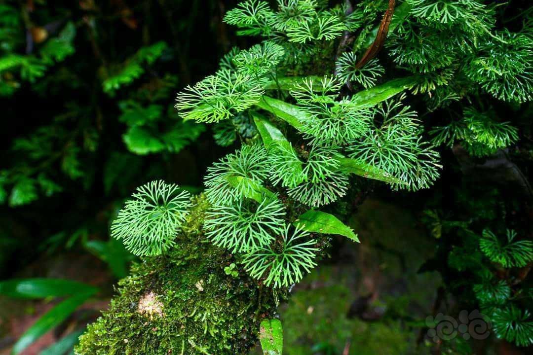 Мініатюрна папороть Elaphoglossum peltatum