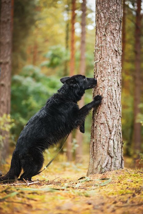 Owczarek Lima – czarne espresso w psiej wersji