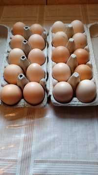 Świeże zdrowe jajka wiejskie