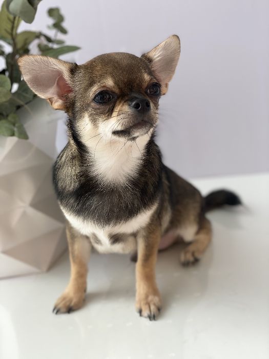 Чіхуа хлопчик гарнесенький