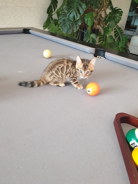 Gato de Bengala maravilhoso