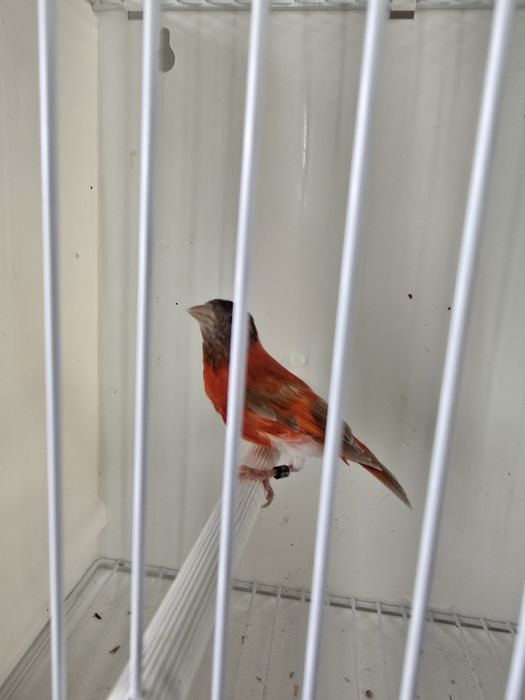 Cardinalitos da Venezuela e Magellanicas