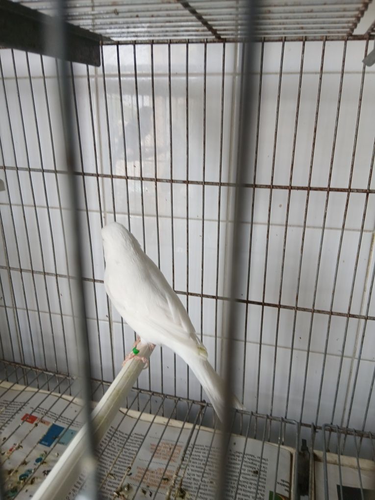 Canario branco  2024