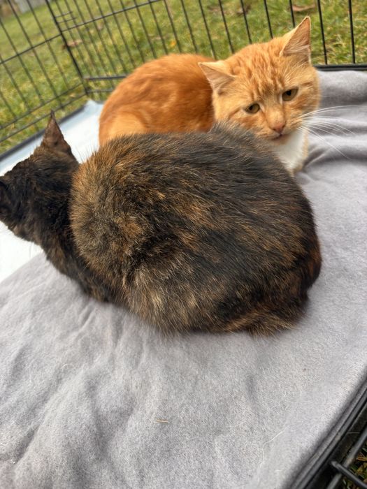 Młode koty do oddania