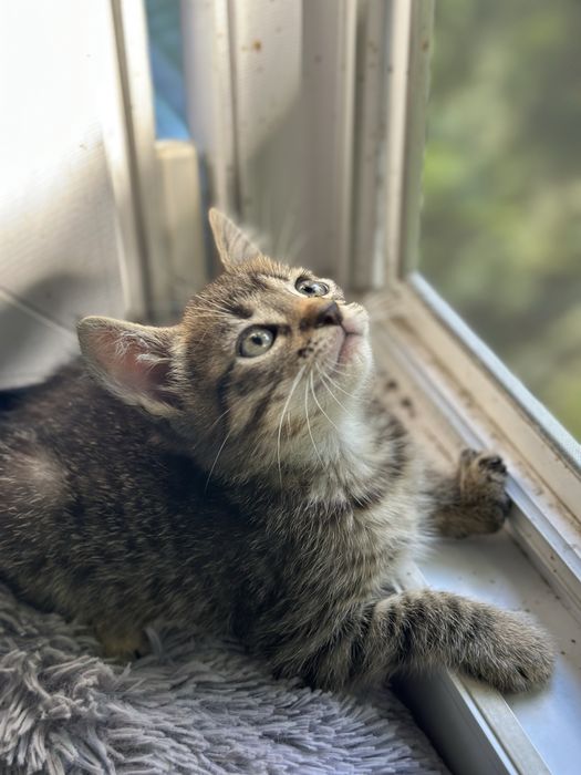 Кошенята малі тигрики котята хлопчик і дівчинка